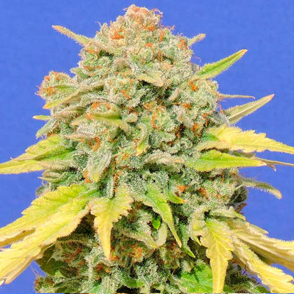 Zkittlez 5 u. fem. Original Sensible