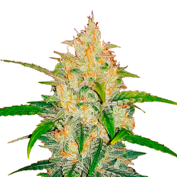 Zkittlez Auto 1 u. fem. FastBuds Seeds