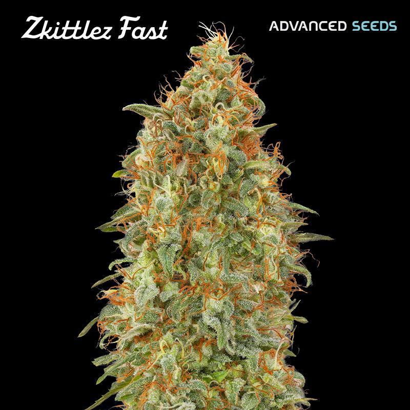 Zkittlez Fast 1 u. fem. Advanced Seeds