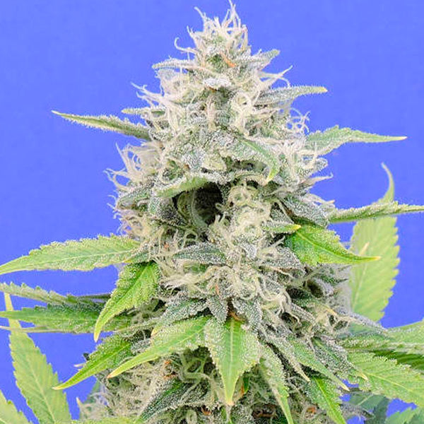 Zkittlzy Gorilla 5 u. fem. Original Sensible