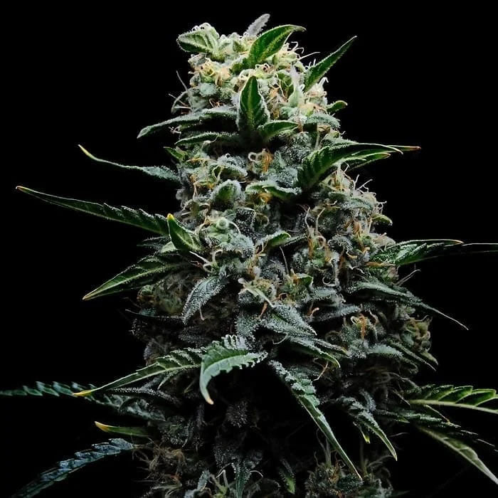 Zlushi 3 units fem Empire Seeds