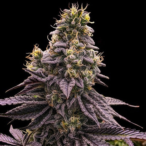 Zombie Bride 5 u. fem. Ripper Seeds