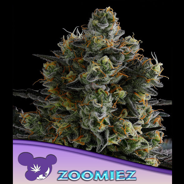Zoomiez 3 units fem Anesia
