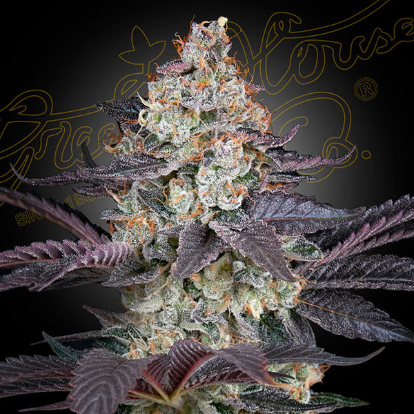 Ztrawberry 1 u. fem. Green House