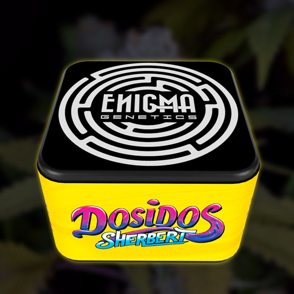 DosiDos Sherbert 3 u. fem Enigma Genetics