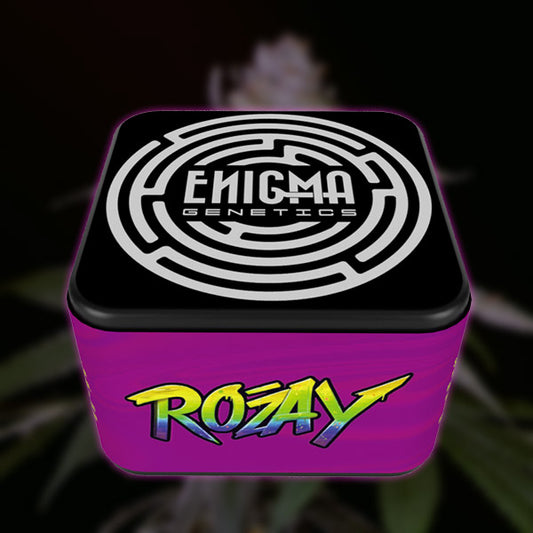 Rozay 3 u. fem Enigma Genetics