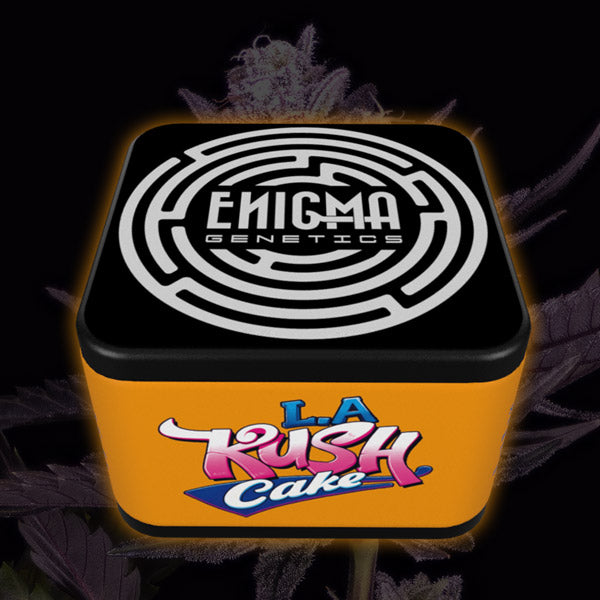 LA Kush Cake 3 pz. fem Enigma Genetics