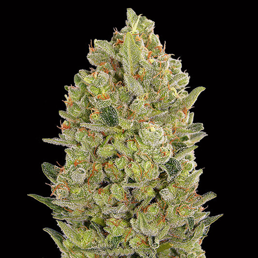 00 Cheese   5 u. fem. 00 Seeds