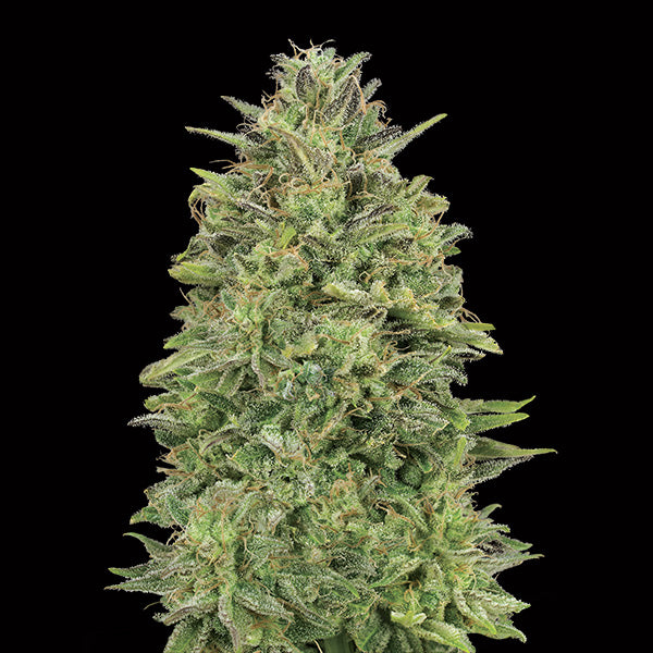 00 Skunk 25 pcs. fem. 00 Seeds