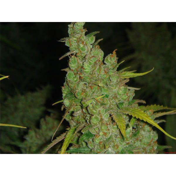 1024 -  5 u. fem. Medical Seeds