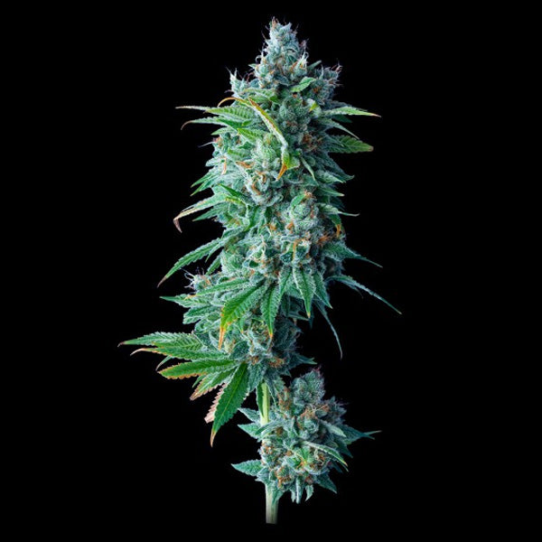 24K Gold 5 unità femminizzate DNA Genetics