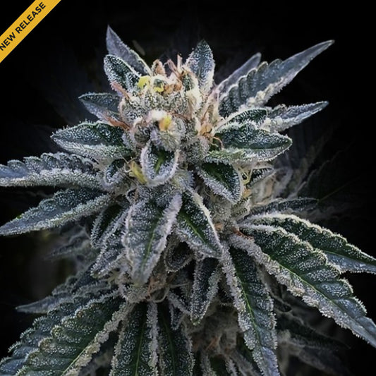 3 Peat  3 u. fem. DNA Genetics