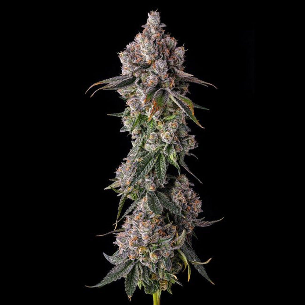 90 Proof : Grape Gas x Pave  - 7 u. Fem Compound Genetics