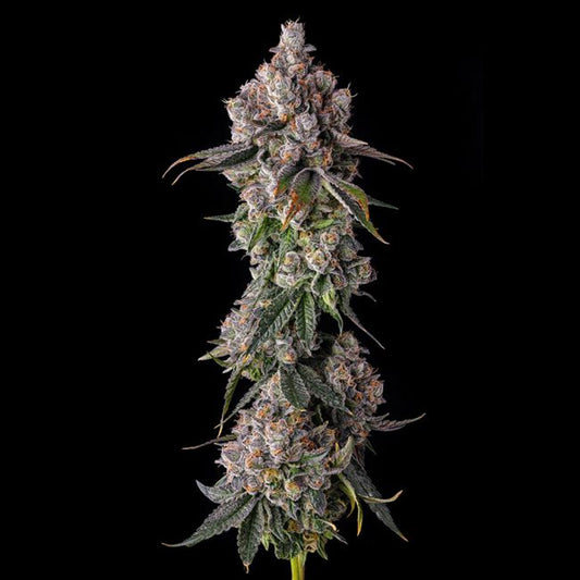 90 Proof : Grape Gas x Pave  - 7 u. Fem Compound Genetics