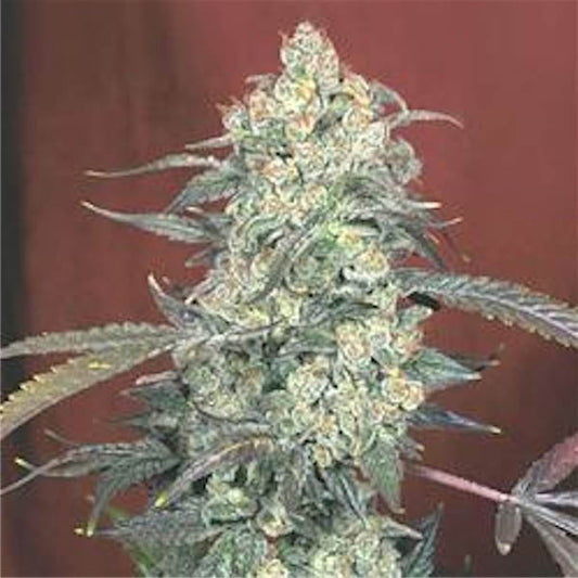 AK 47 - 6 u. Fem. Serious Seeds
