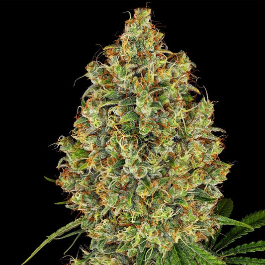 AK420 -   5 u. fem. White Label