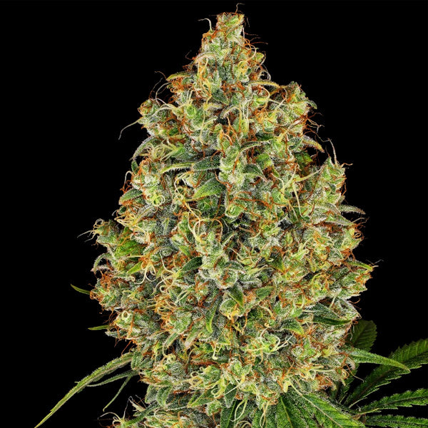 AK420 -  10 u. fem. White Label