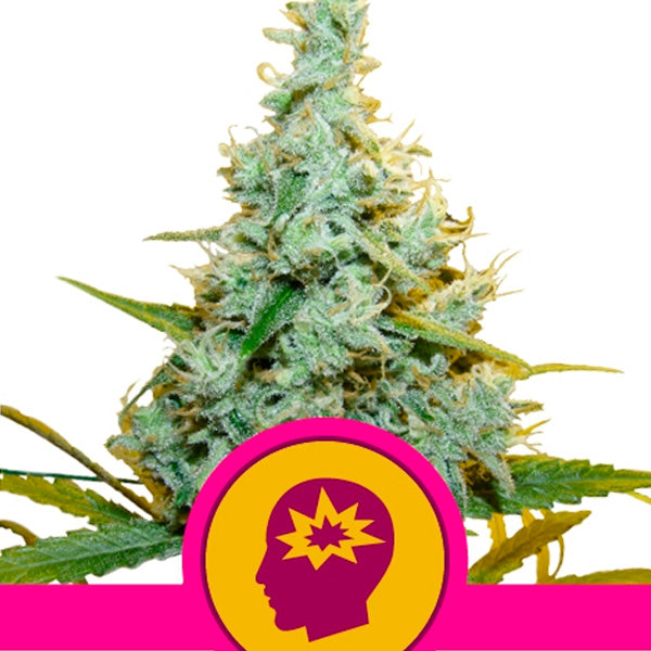 AMG   3 u. fem. Royal Queen
