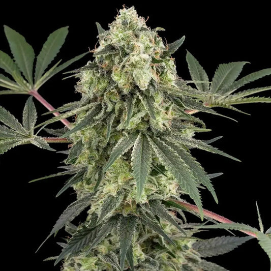 Acai Bacio   3 u. fem. White Label