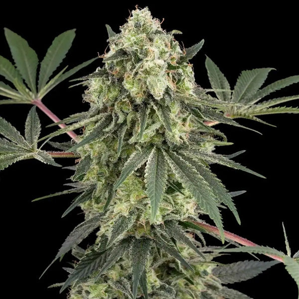 Acai Bacio  10 u. fem. White Label
