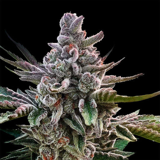 Acai Jelly  "by Sherbinskis"   3 ud Silent Seeds