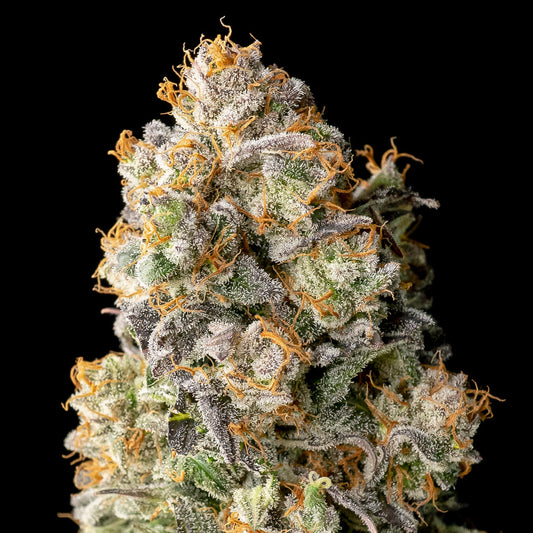 Acai Mintz  25 u. fem. Advanced Seeds