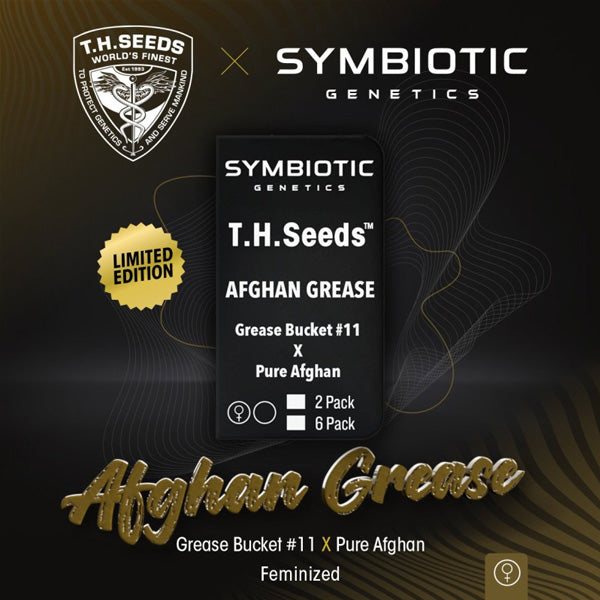 Afghan Grease 5 u. fem. T.H. Seeds X Symbiotic Genetics