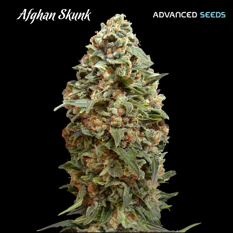 Afghan Skunk   3 + 1 pz. fem. Advanced Seeds