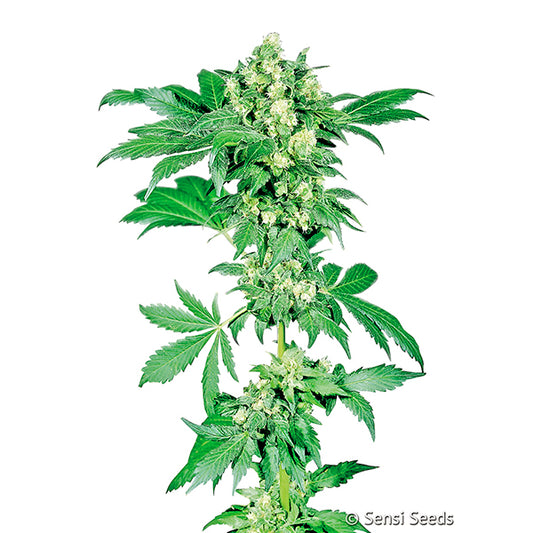 Afghani #1  3 u.  fem. Sensi Seeds