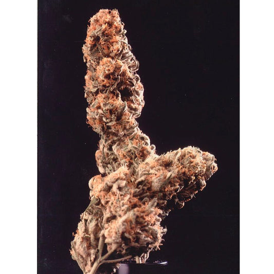 Afghani Special 5 u. reg. KC Brains