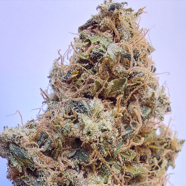 African Gas  1 u. fem. Ace Seeds