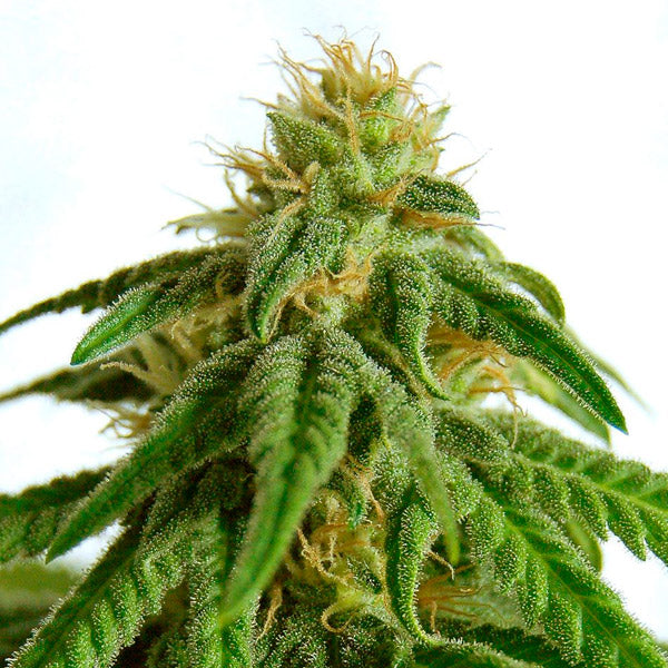Aphrodite 3 u. fem. Kannabia Seeds