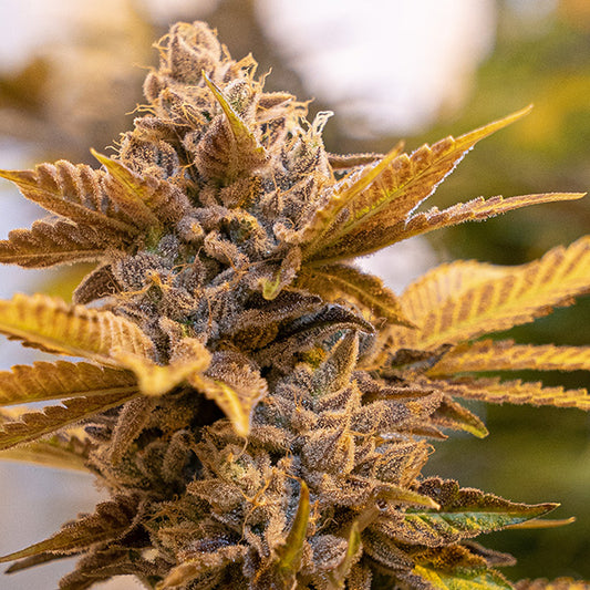 Alien Candy Kush Fast  5 ud High Speed Buds