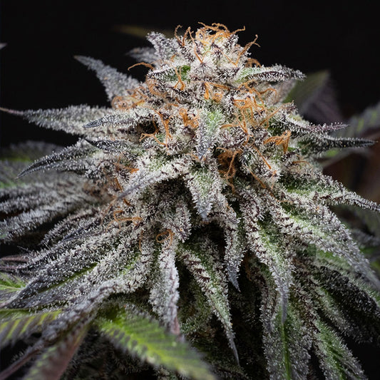 Alien Cookies Fast Version 1 u. fem. Positronics Seeds