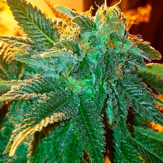 Alien OG 6 u. fem. The Cali Connection