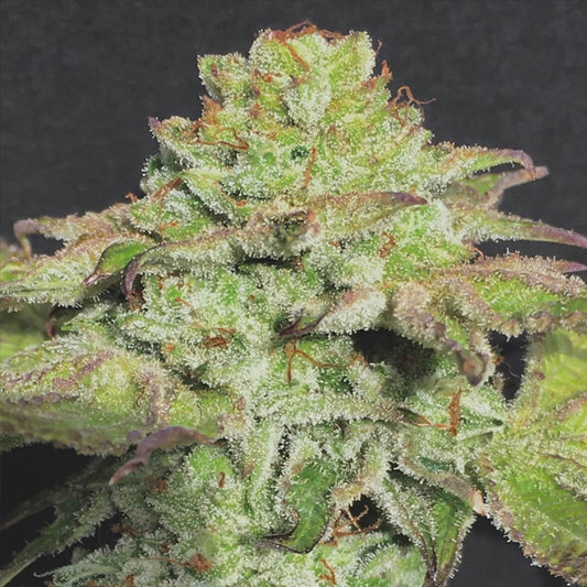 Alien Wedding Cookies 6 u. fem Mamiko Seeds