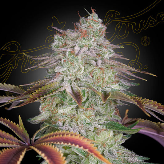 AlienZ 3 u. fem. Green House