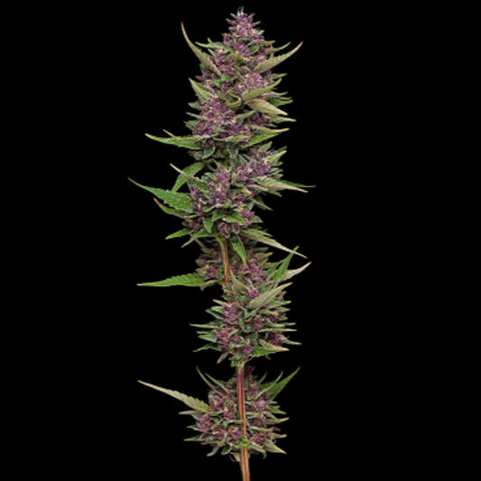 All Gas OG 5 u. fem Humboldt Seeds Company