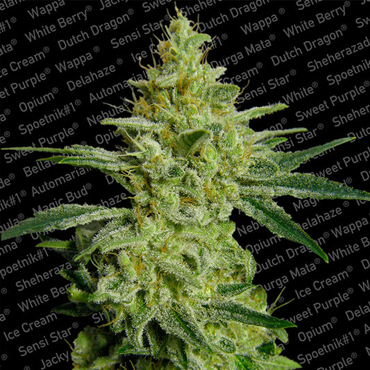 Allkush 3 pz. fem. Paradise Seeds