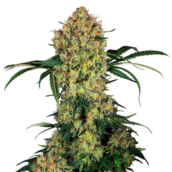Aloha OG  5 u. fem. Sensi Seeds Research
