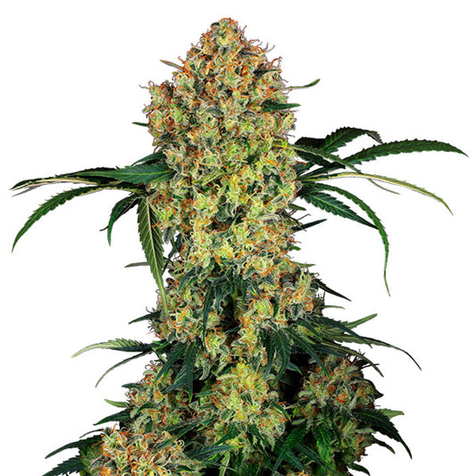 Aloha OG  5 u. fem. Sensi Seeds Research