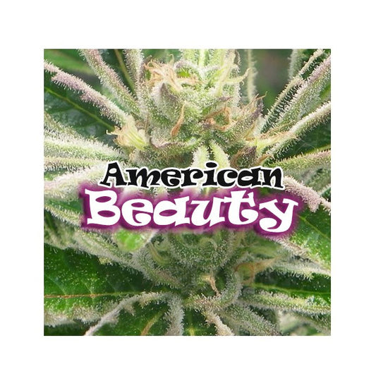 American Beauty 2 female Dr Underground