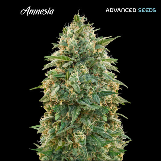 Amnesia 1 u. fem. Advanced Seeds