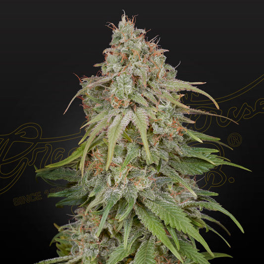 Amnesia 5 units, female, Green House