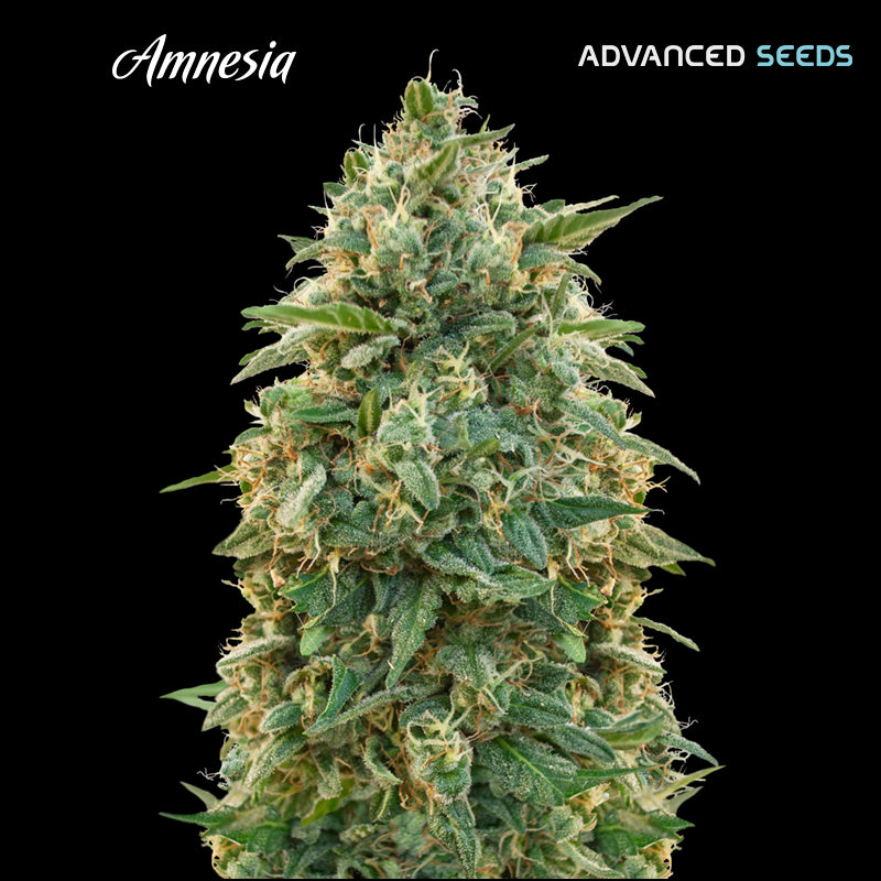 Amnesia 100 u. fem. Advanced Seeds