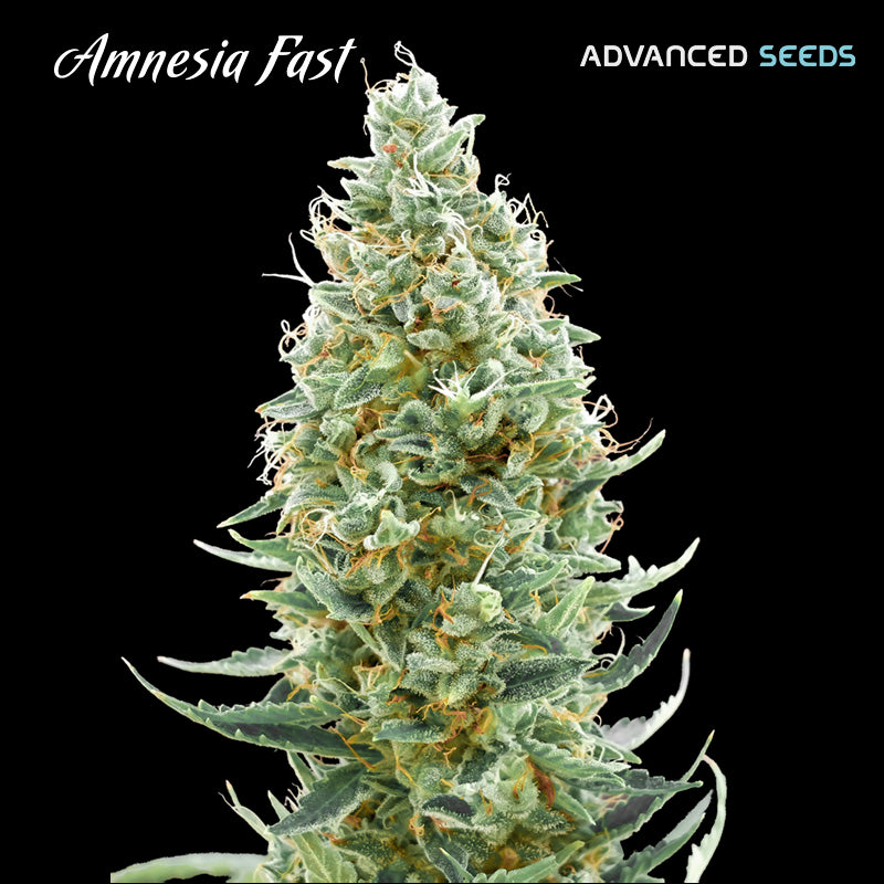 Amnesia Fast 1 pc. fem. Advanced Seeds