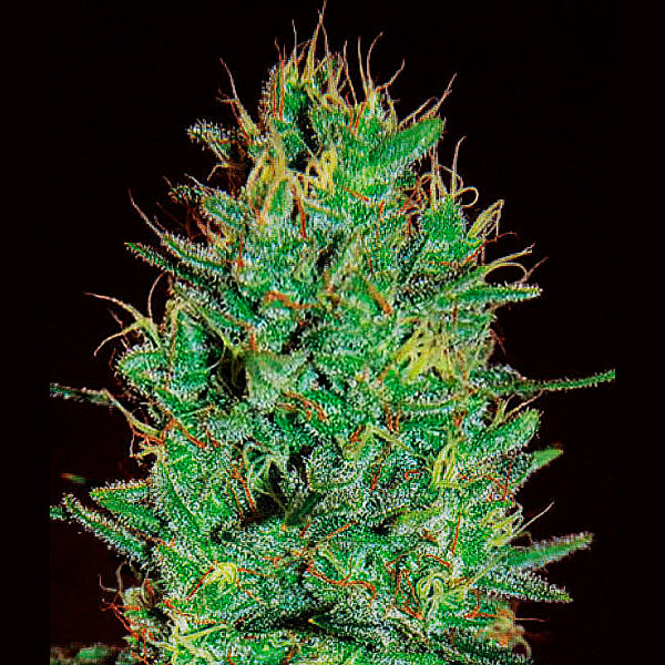 Amnesia Haze 5 pcs. fem. Expert Seeds