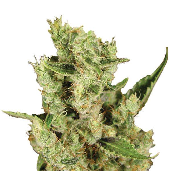 Amnesia Haze 5 ud. fem. Nirvana