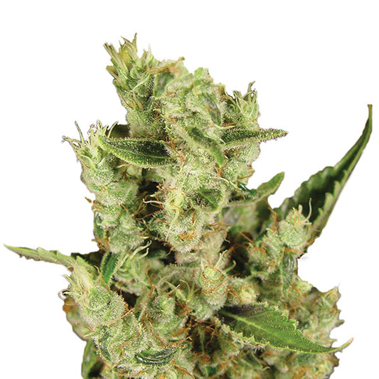 Amnesia Haze  5 u. fem. Nirvana