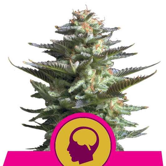 Amnesia Haze 10 pz. fem. Royal Queen